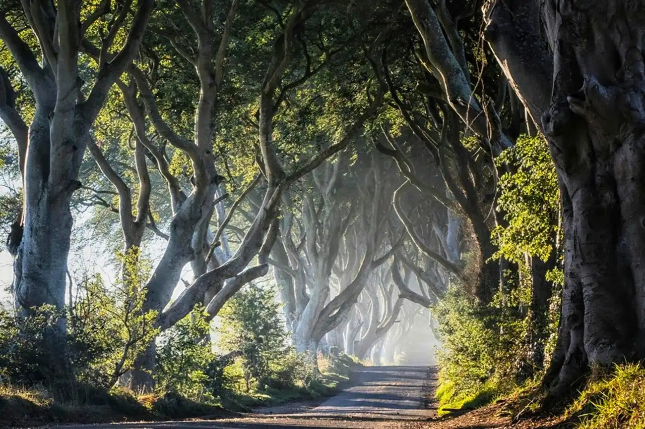 A shadowy, enchanting avenue of intertwined beech trees known as the Dark Hedges.