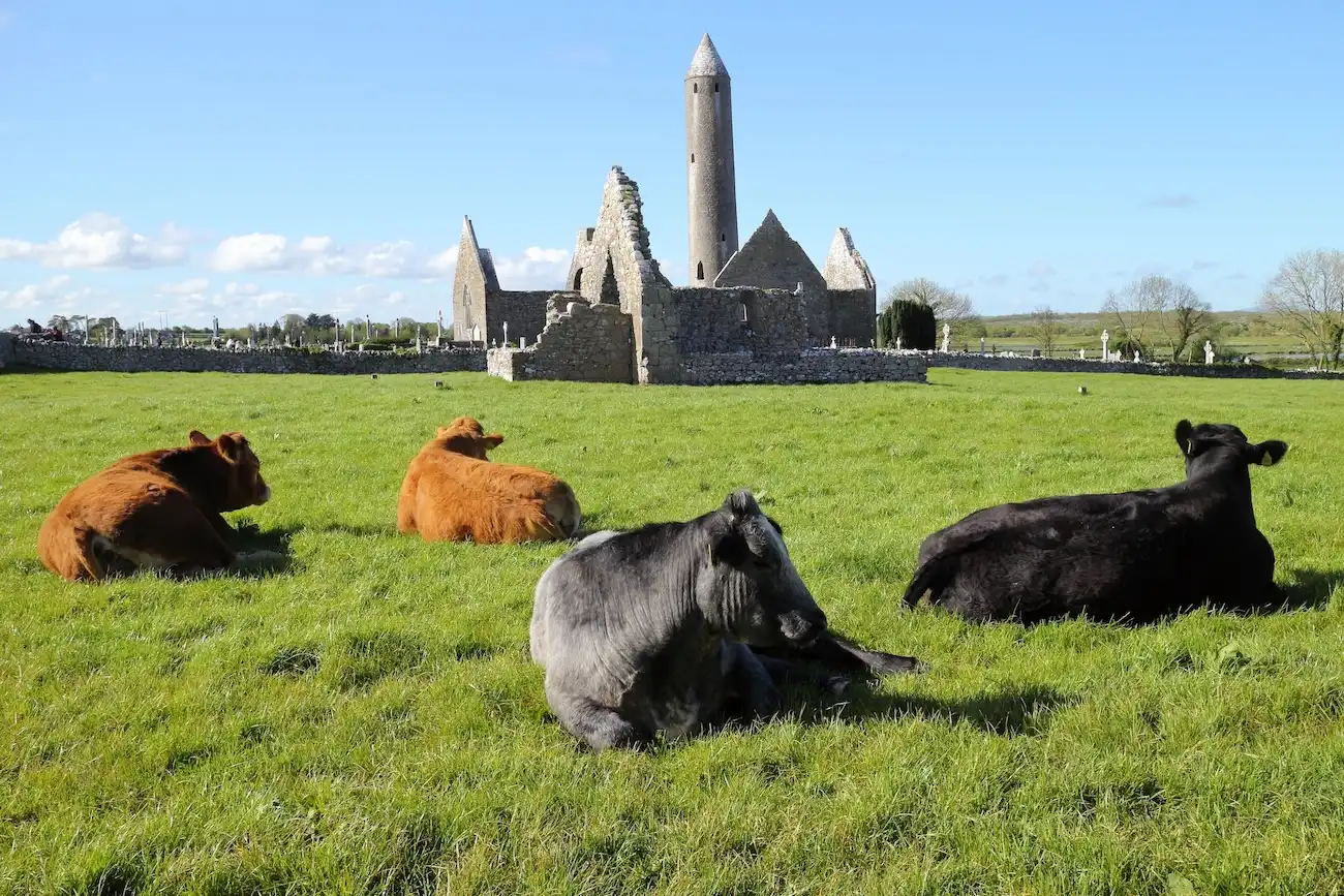 Vaches se reposant dans les environs de l'Abbaye de Kilmacduagh.