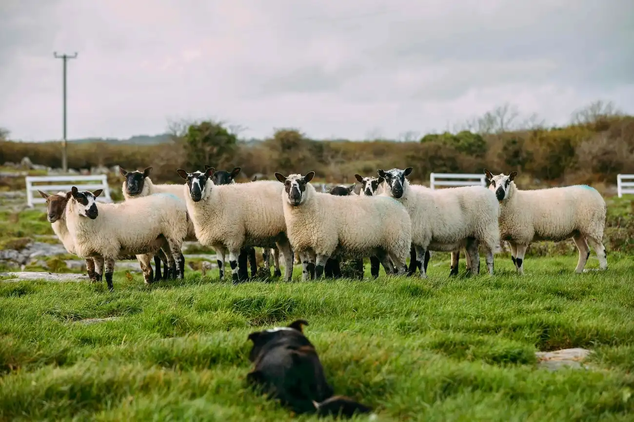 Ottieni uno sguardo autentico alla vita quotidiana e alle ricche tradizioni agricole dell'Irlanda rurale. Un gregge di pecore irlandesi con la faccia nera riunite in un campo verde con un cane pastore che le osserva dal primo piano.