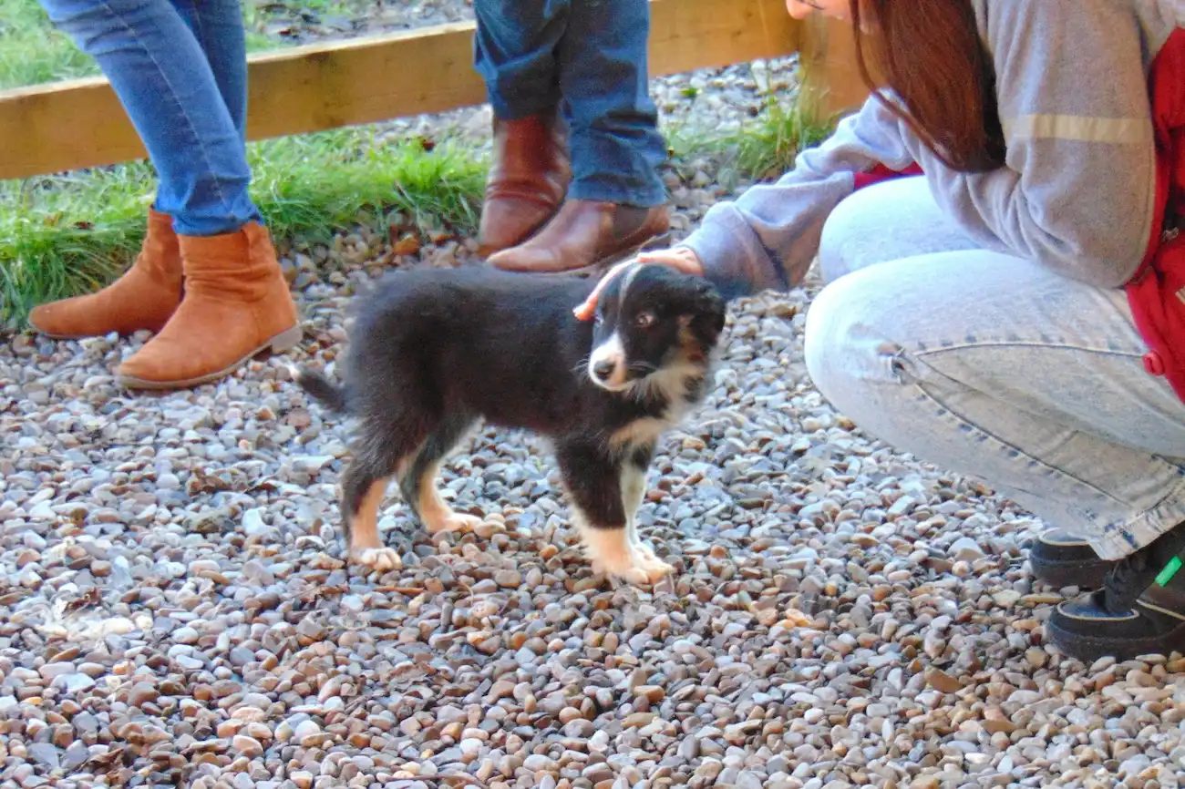 A tour guest petting a cute border collie puppy at the working farm in Wicklow.