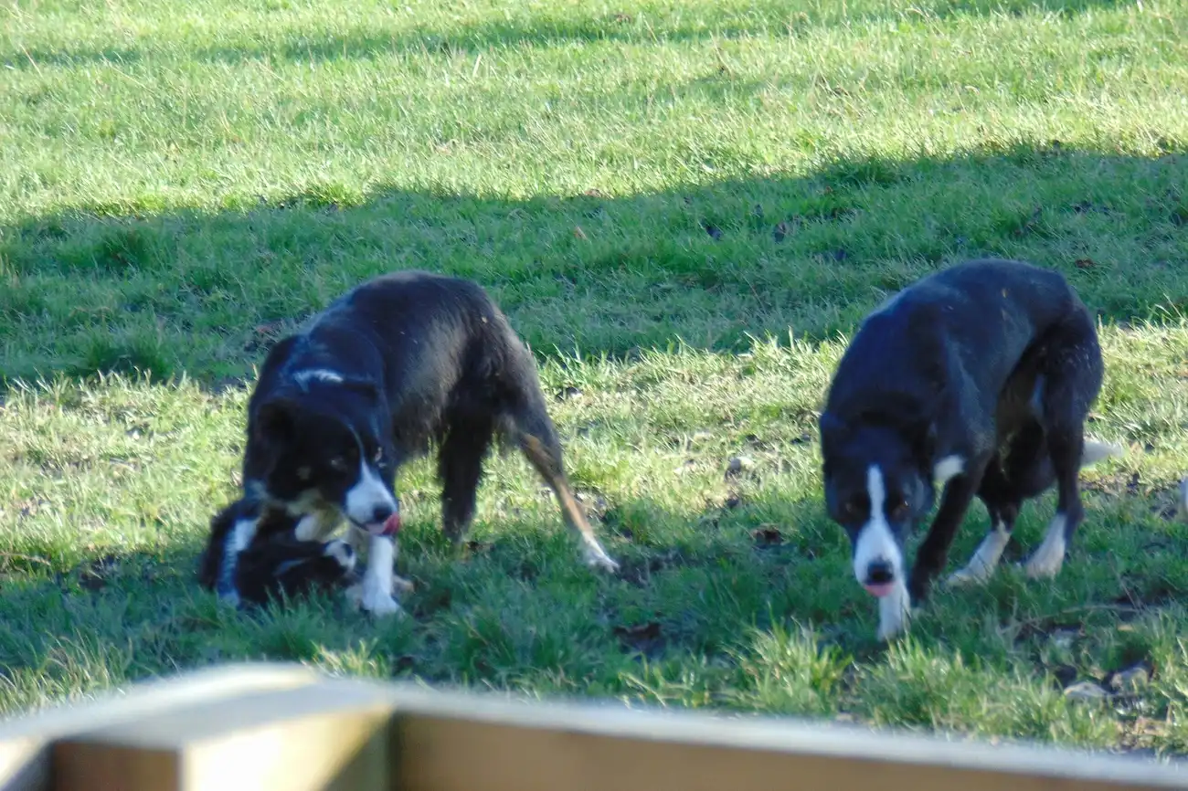 Two border collies interacting in a grassy field at an Irish sheep farm.