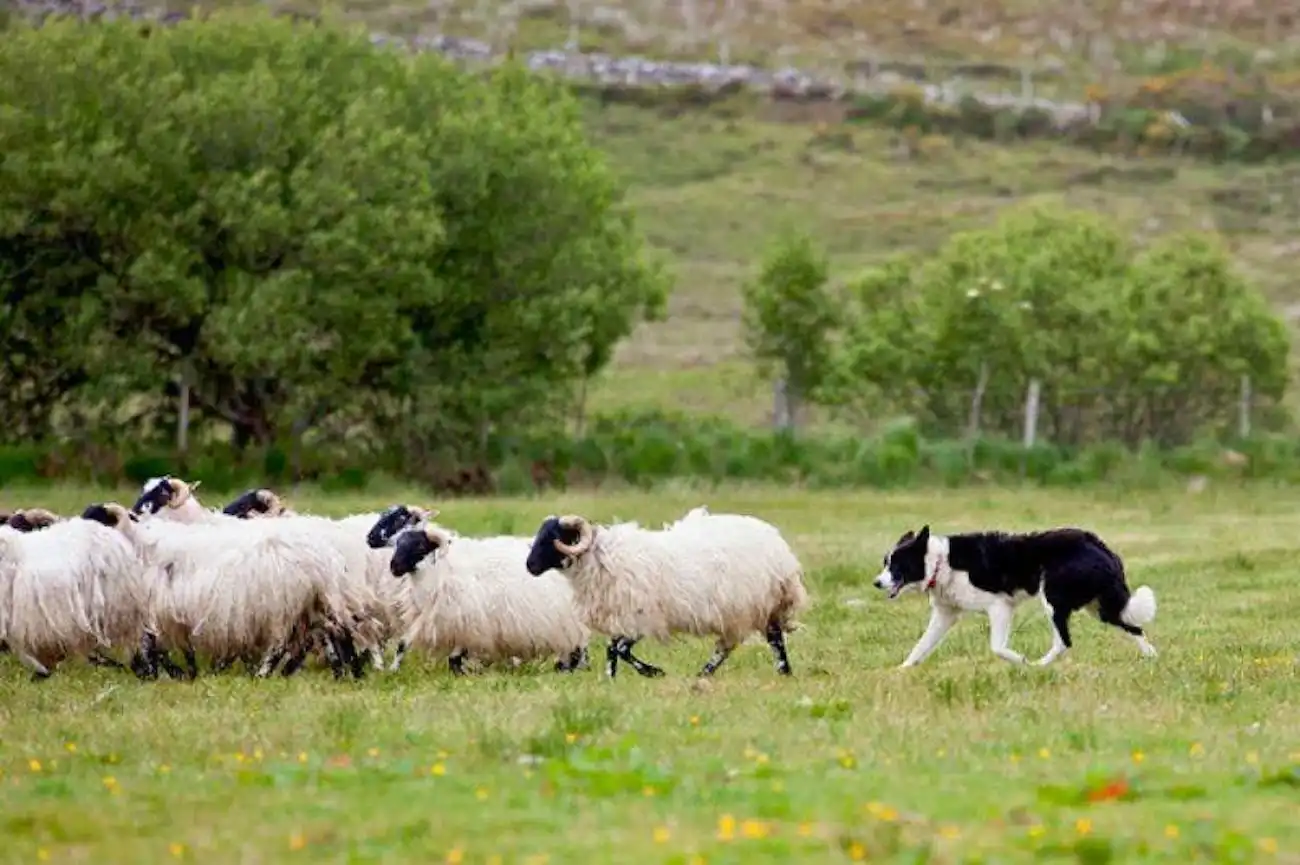 Osserva i border collie altamente addestrati dimostrare le loro incredibili abilità di pastore in una fattoria attiva. Un border collie che guida un gregge di pecore a pelo lungo attraverso un campo verde con alberi sullo sfondo.