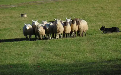 Ticket for the Wicklow, Glendalough, and Kilkenny day tour featuring a sheepdog demonstration from Dublin, Ireland.