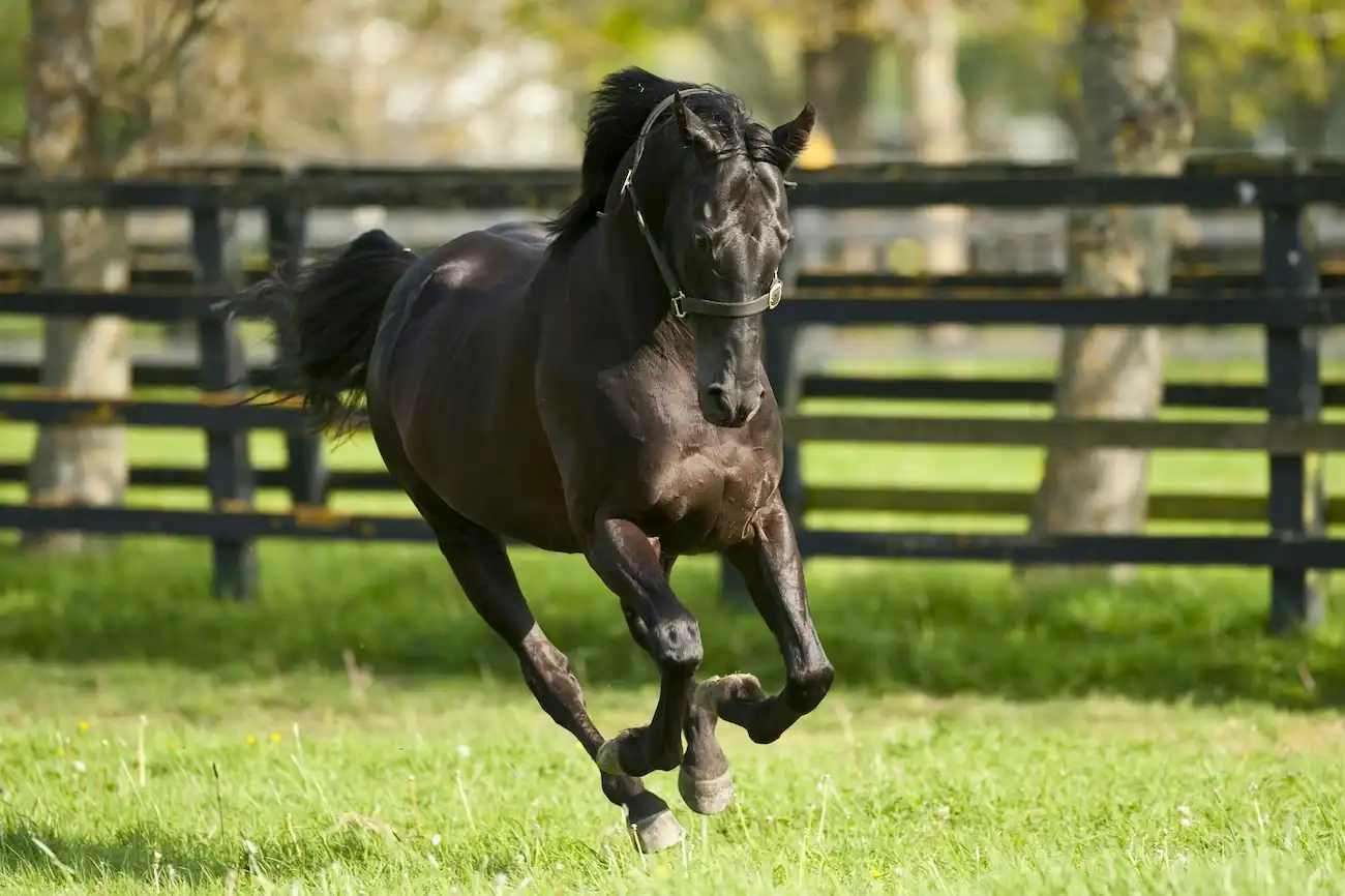 A beautiful, muscular black thoroughbred horse running in a green field surrounded by fences.