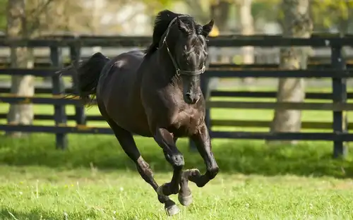 A majestic black thoroughbred racehorse galloping freely in a lush green paddock at the Irish National Stud.