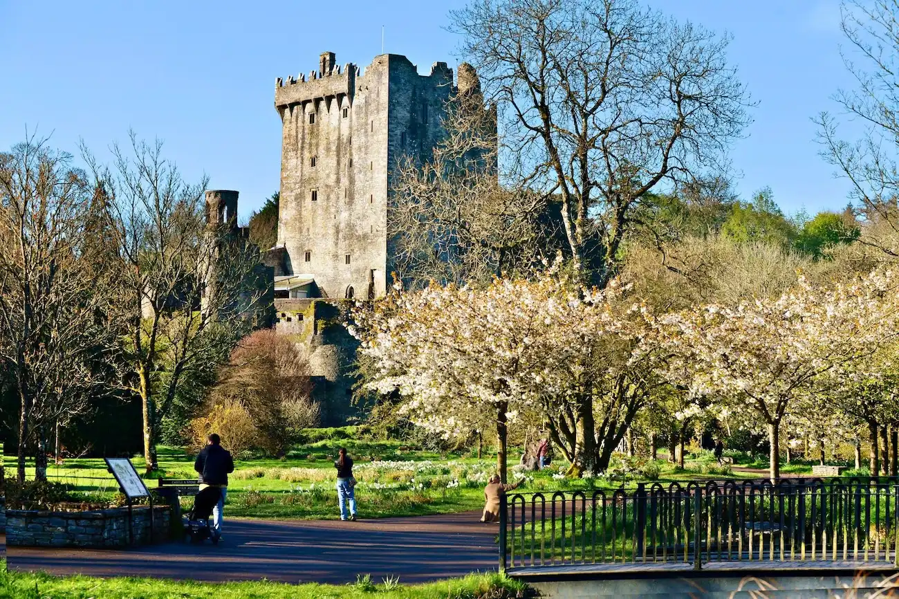 A beautiful view of a historic Irish castle emerging from behind blooming spring trees.