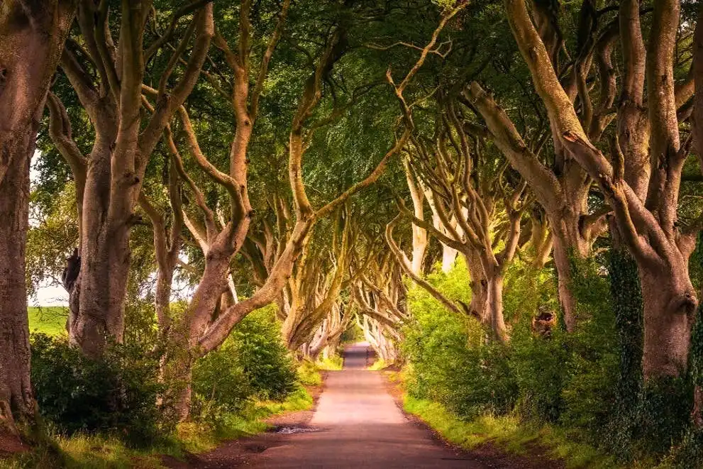 Le magnifique tunnel de branches entrelacées de l'allée d'arbres des Dark Hedges.
