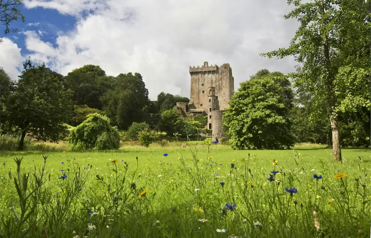 The historic Blarney Castle surrounded by a blooming meadow and green trees.