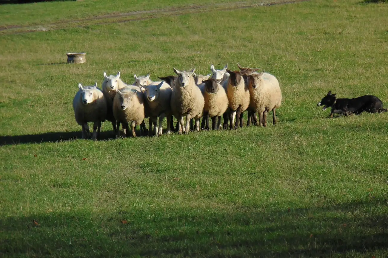 Border collie herding a flock of sheep during a demonstration in Wicklow, Ireland.