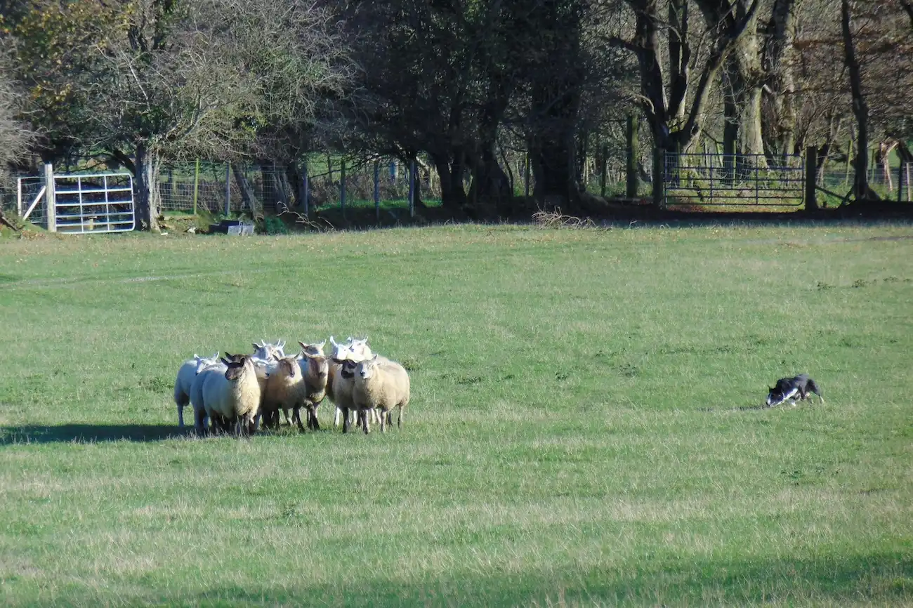 A working sheepdog herding sheep across a green pasture in Ireland.